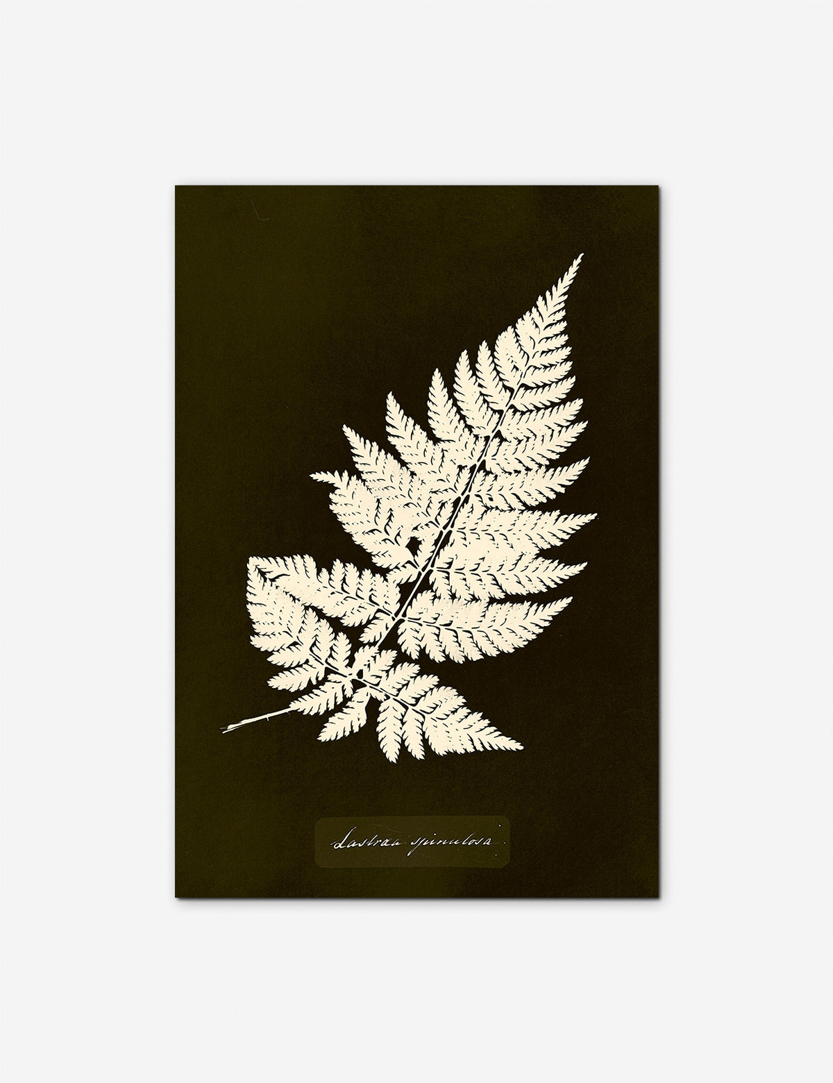 Lastrea Spinulosa Print by Anna Atkins