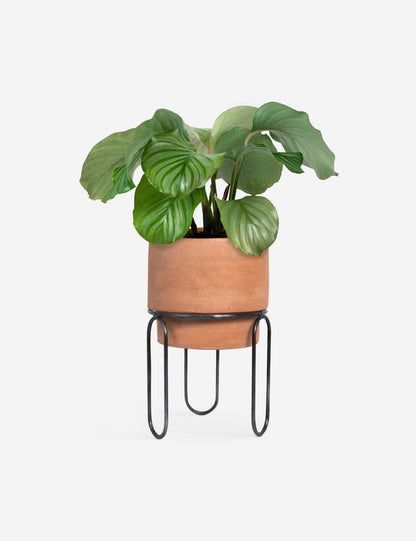 Jaro Terracotta Planter Pot by Meso