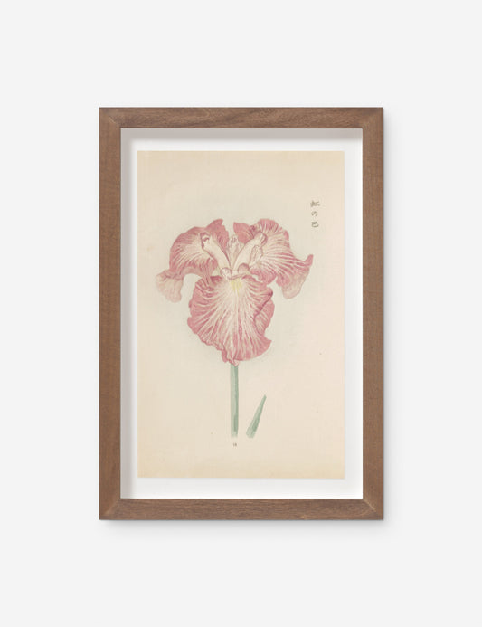 Vintage Japanese Iris No. 18 Wall Art by Miyoshi Manabu