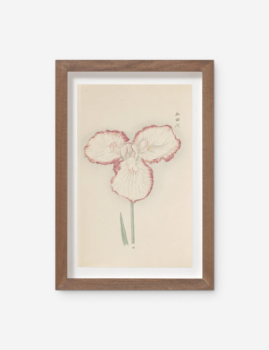 Vintage Japanese Iris No. 30 Wall Art by Miyoshi Manabu