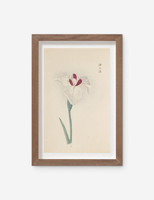 Vintage Japanese Iris No. 31 Wall Art by Miyoshi Manabu