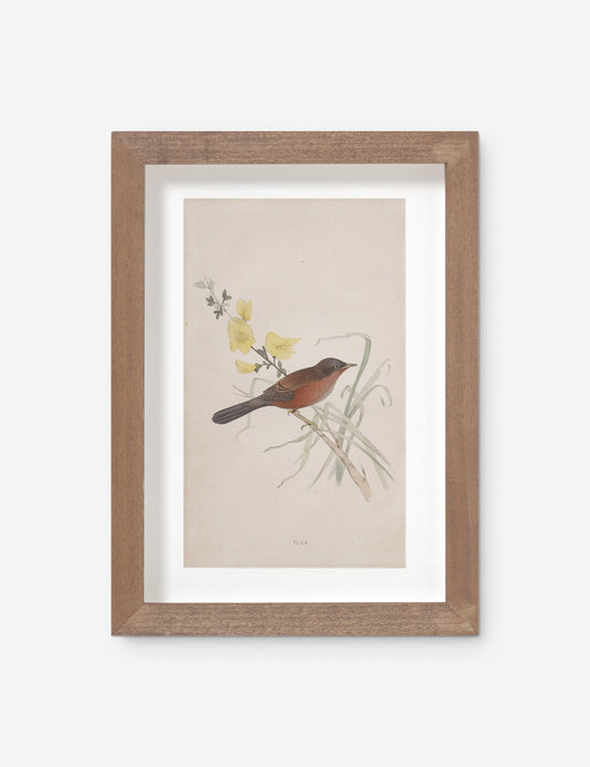 Vintage Bird Watercolor No. 69 Wall Art by Visual Contrast