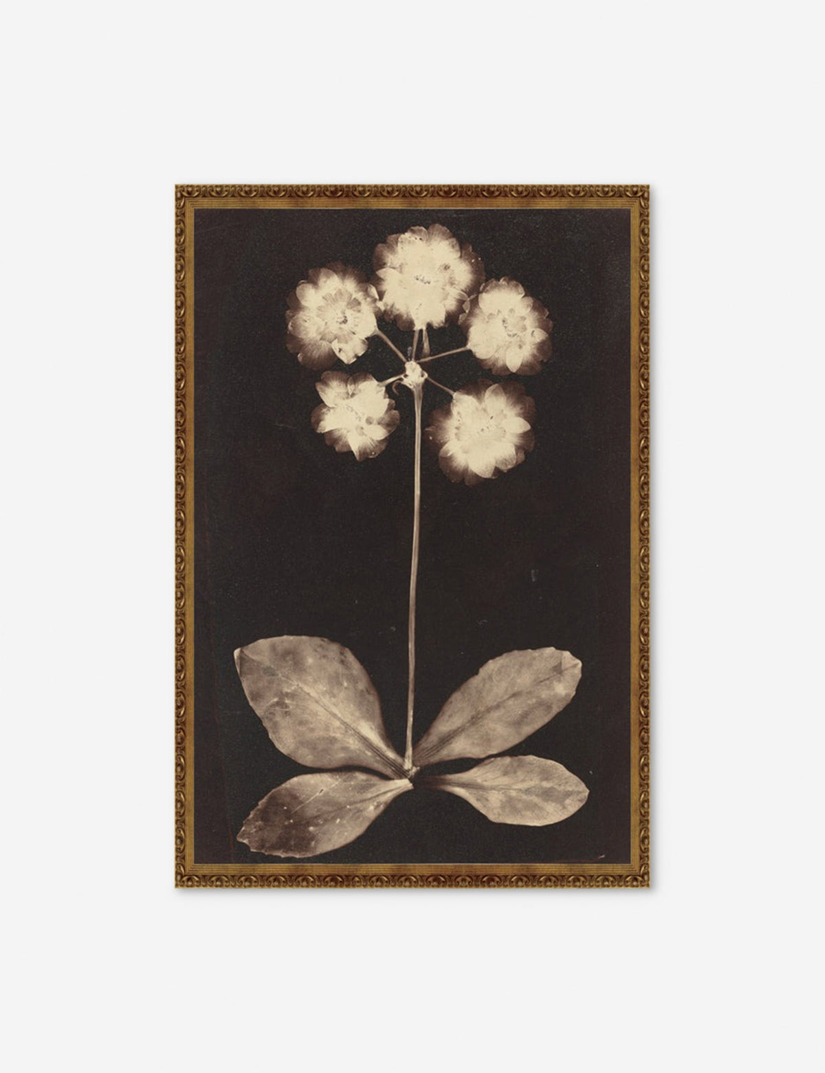 Botanical Photogram Print