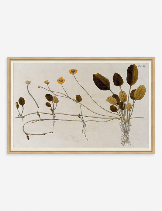 Flowering Plants II Wall Art by Franz Anton Von Scheidl