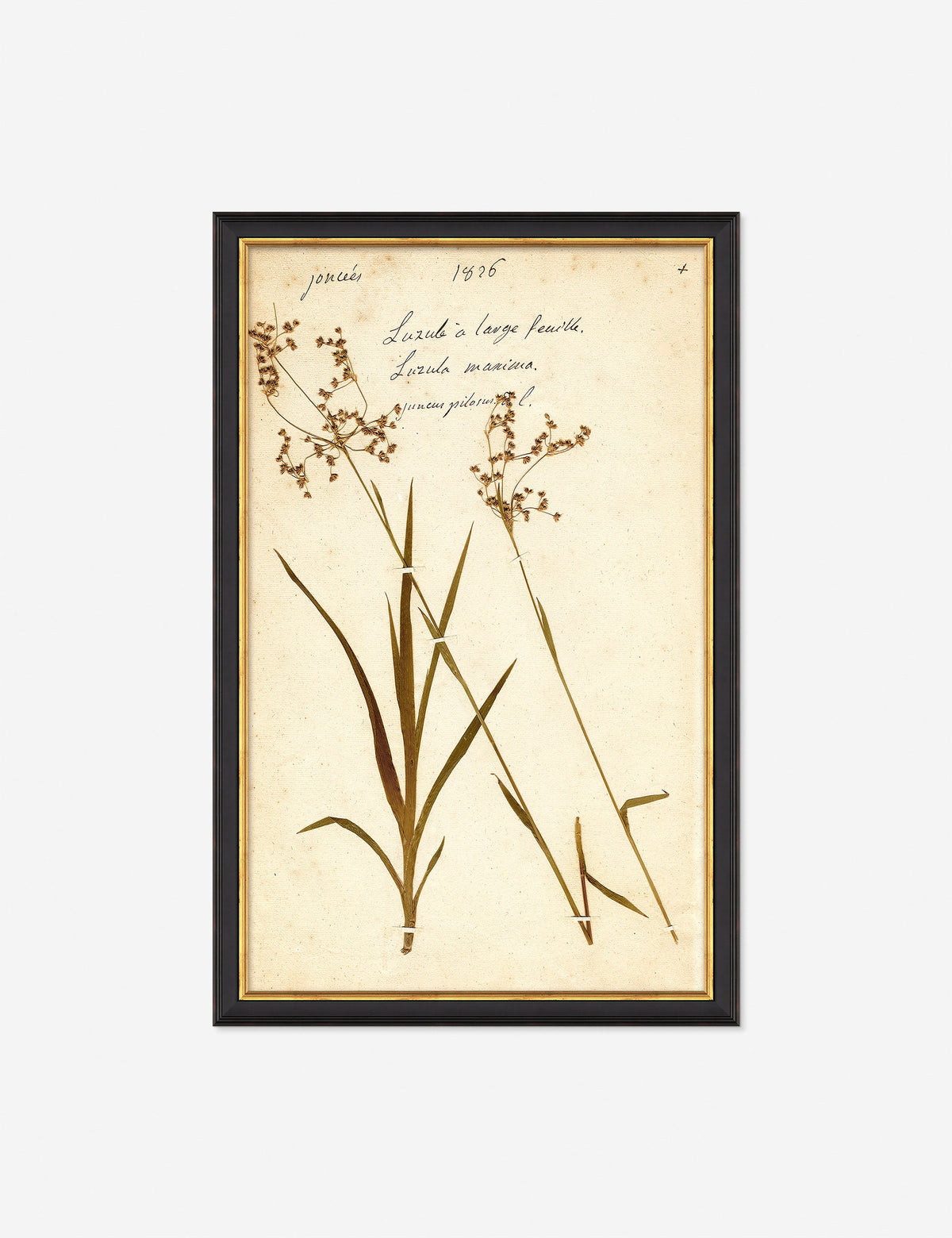 Herbarium E Wall Art
