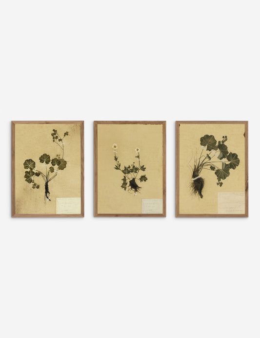 Petite Study Triptych Wall Art (Set of 3) by Hannah Winters