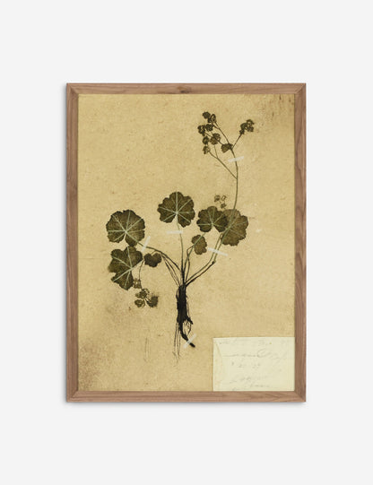 Petite Study Triptych Wall Art (Set of 3) by Hannah Winters