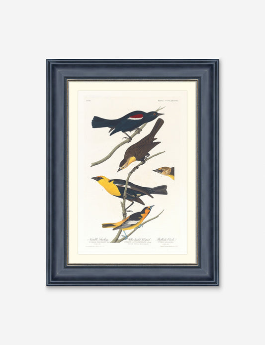 Wings of the Wild IV Wall Art by Alex Zane