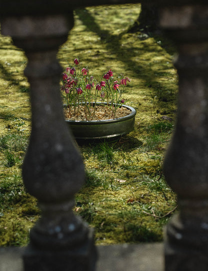 Dune Planter Bowl by Kelly Wearstler x Serax