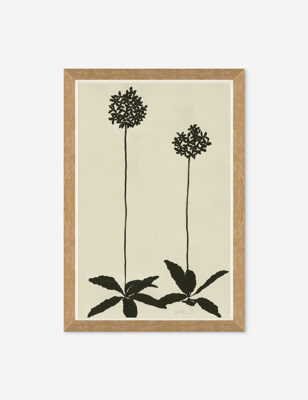 Allium By Susan Hable