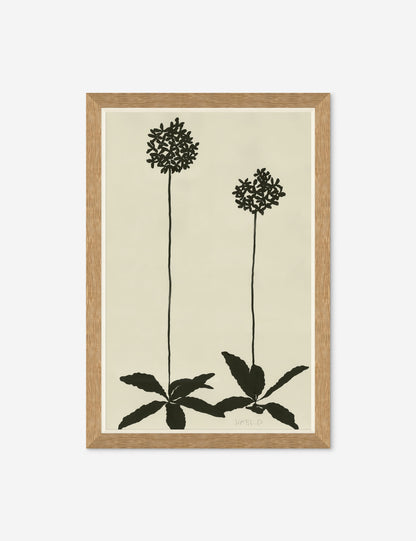 Allium By Susan Hable
