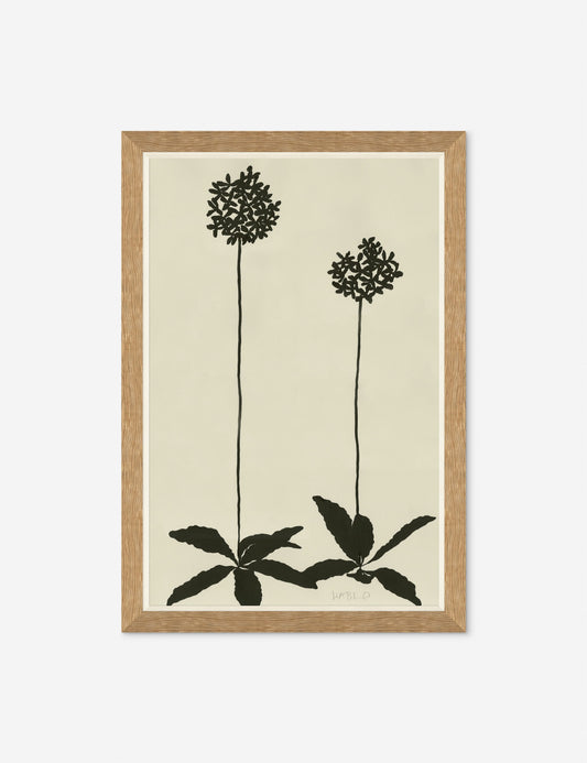 Allium By Susan Hable