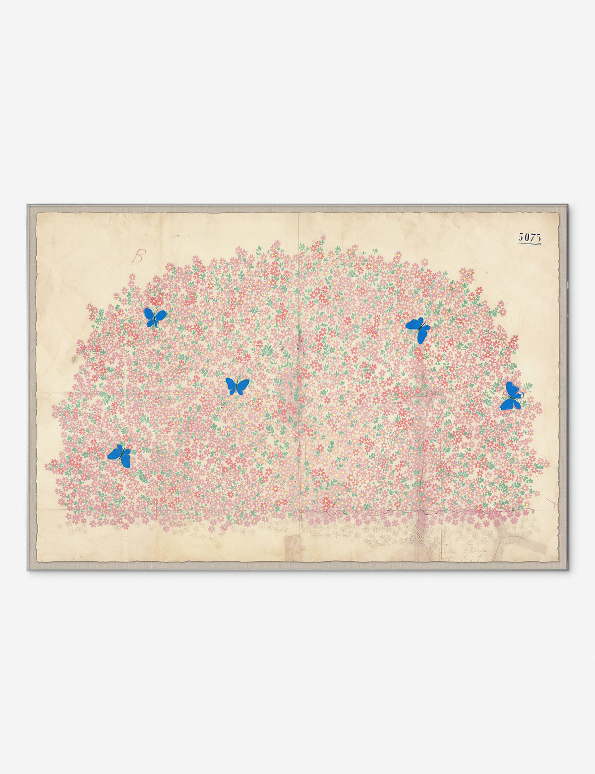 Myosotis Print by Paule Marrot