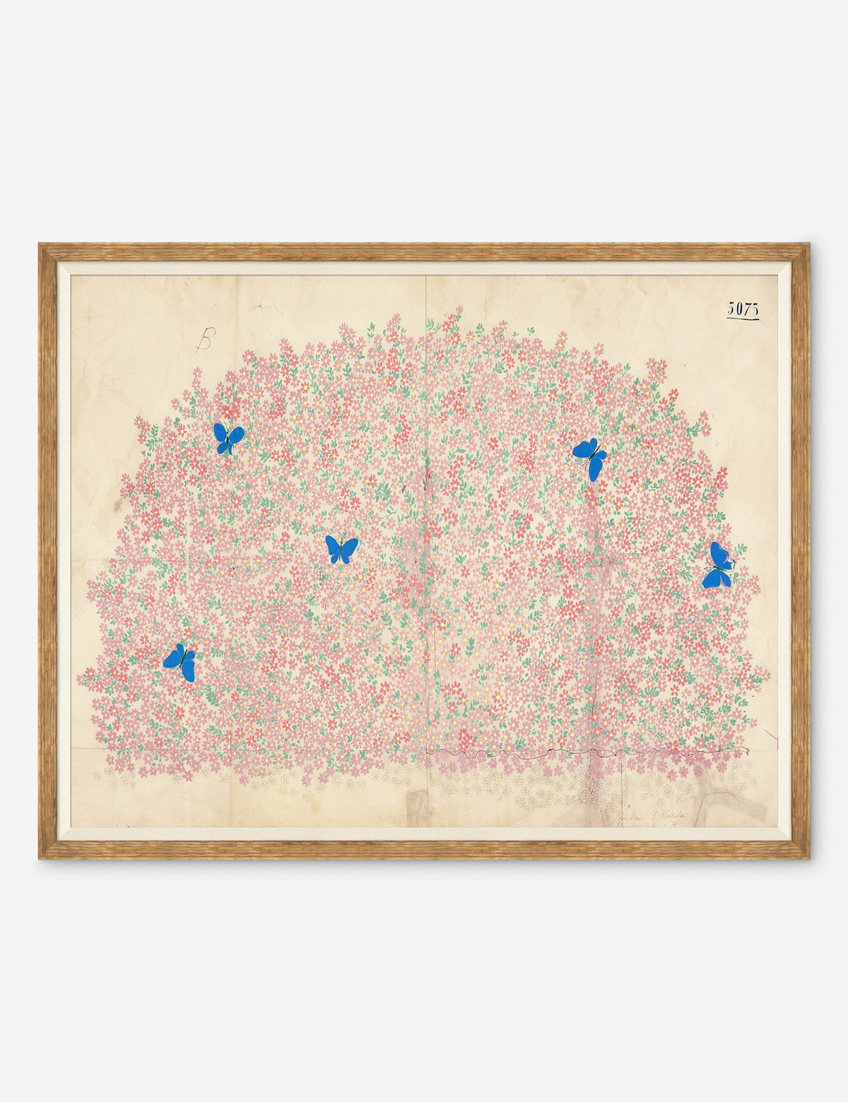 Myosotis Print by Paule Marrot