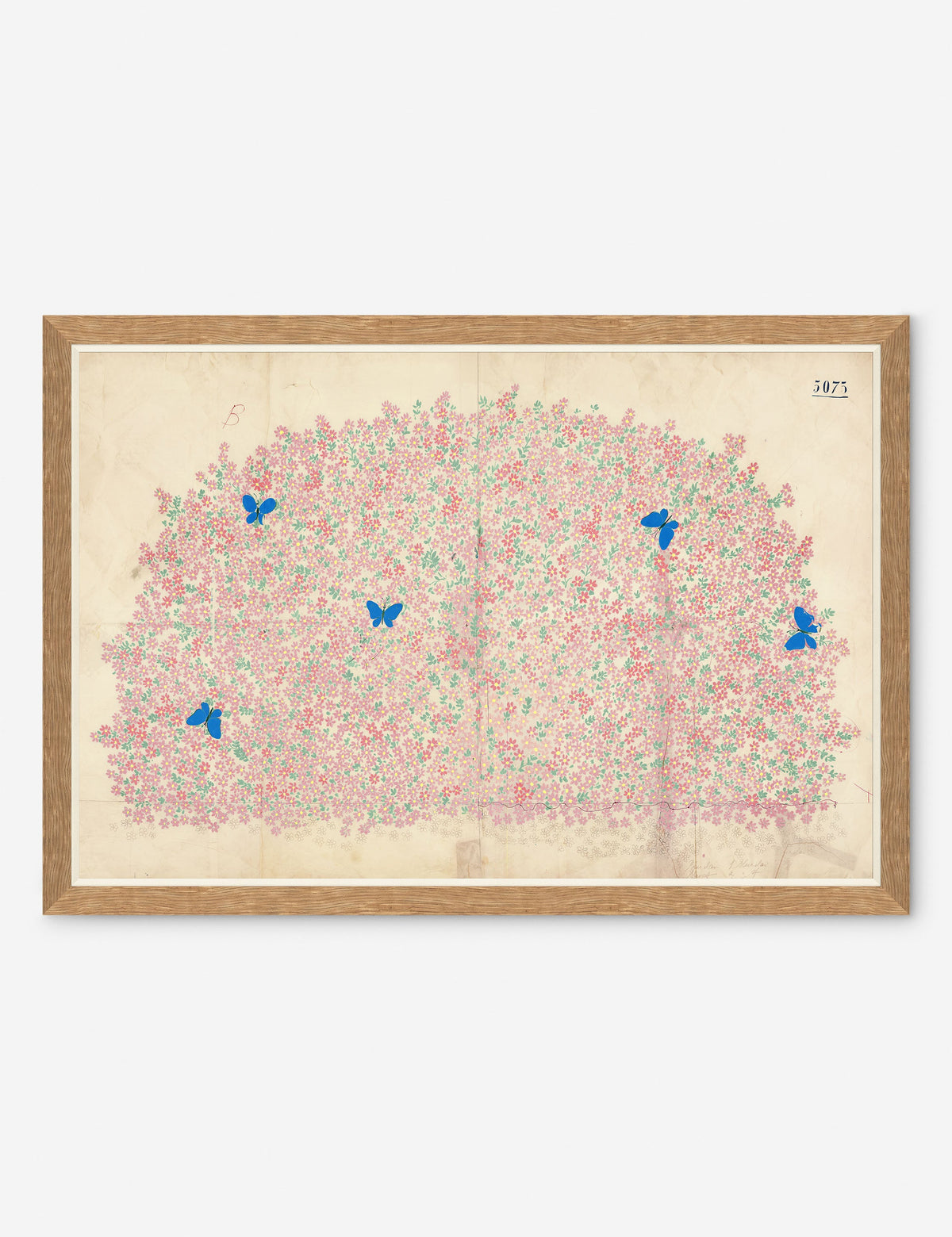 Myosotis Print by Paule Marrot