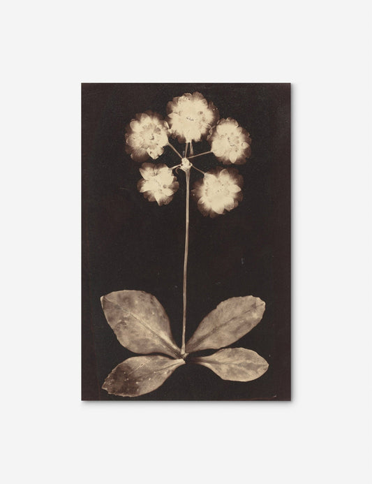 Botanical Photogram Print