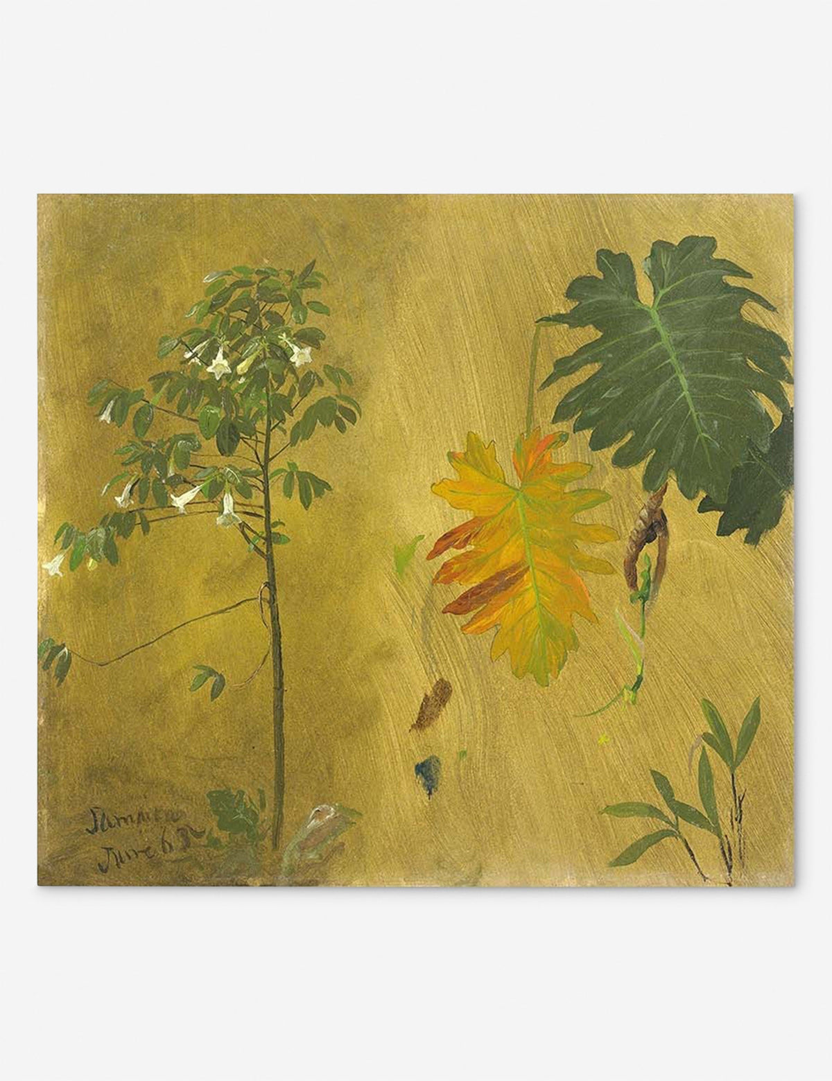 Botanical Study, Jamaica Print by Frederic Edwin Church