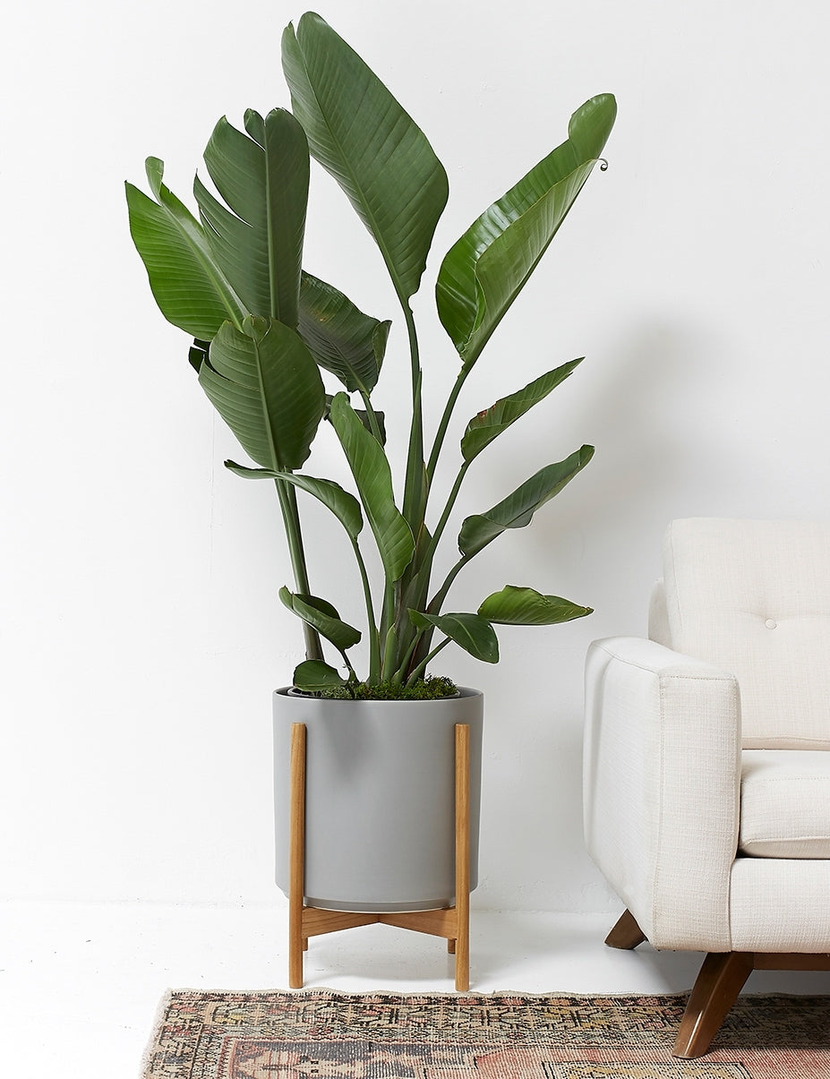 Ceramic Planter Pot + Teak Stand by LBE Design