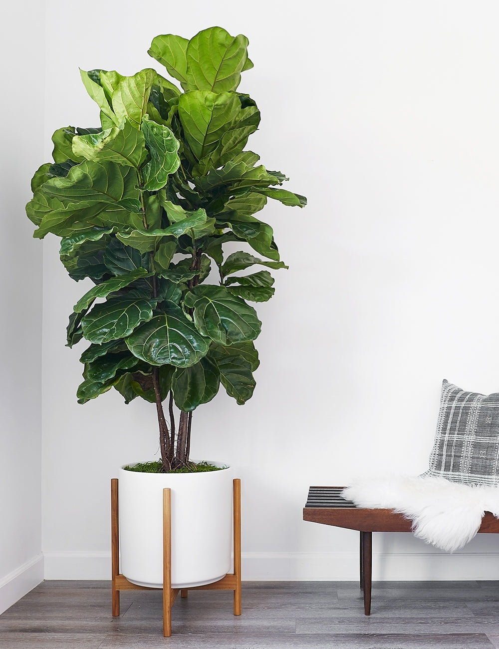 Ceramic Planter Pot + Teak Stand by LBE Design